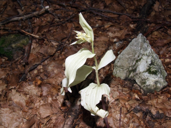 Epipactis albina